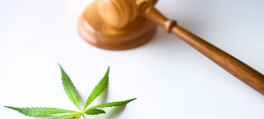 The Legal Landscape of CBD: What Active Adults Need to Know - 55plus