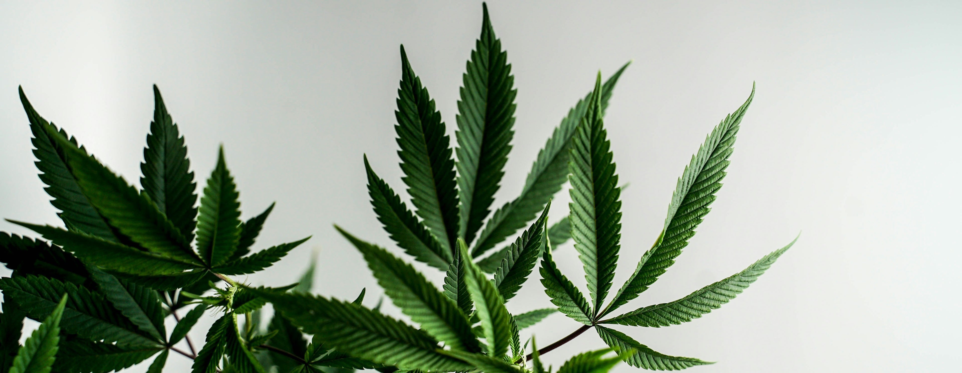 Cannabis Leaves background