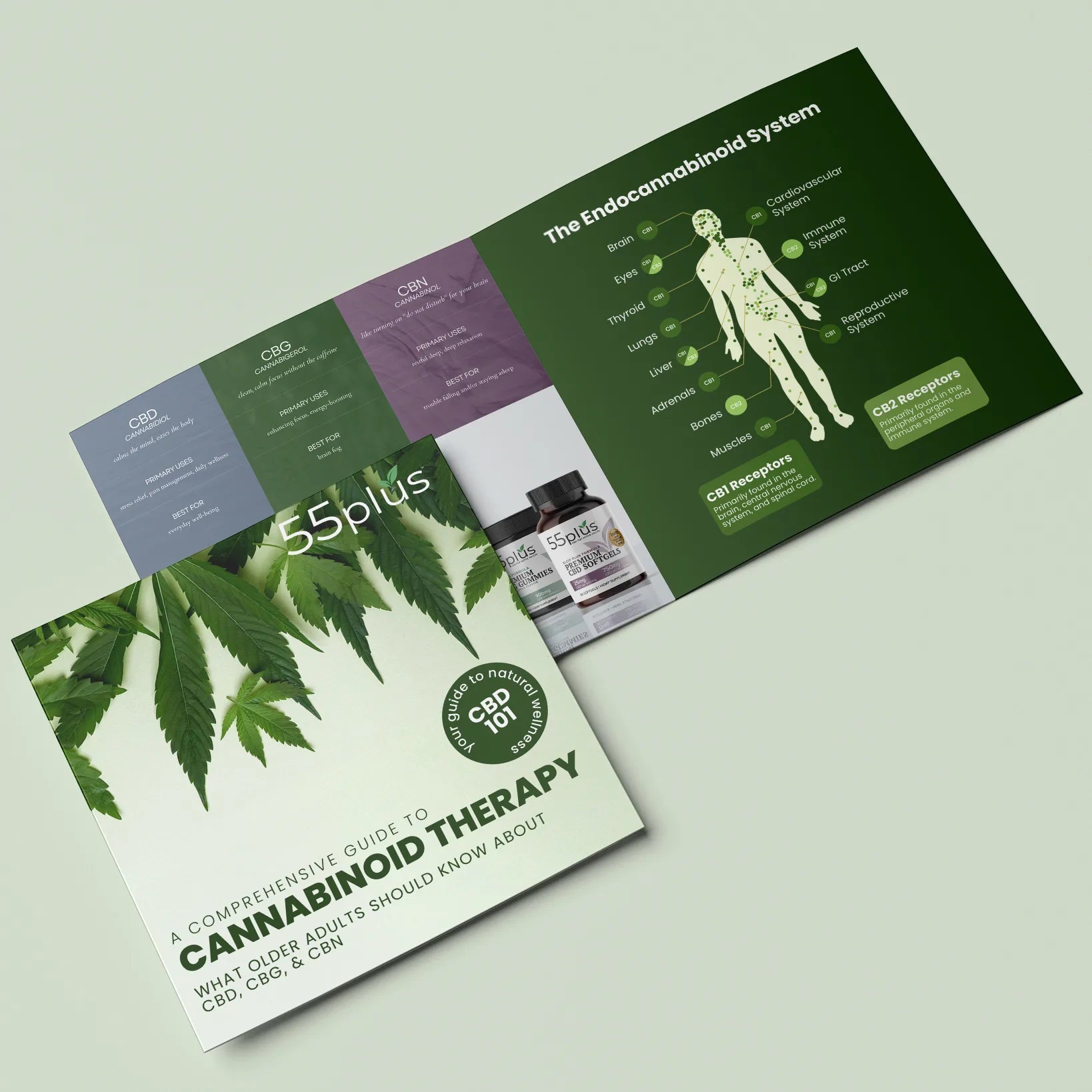 55plus CBD 101 Guide